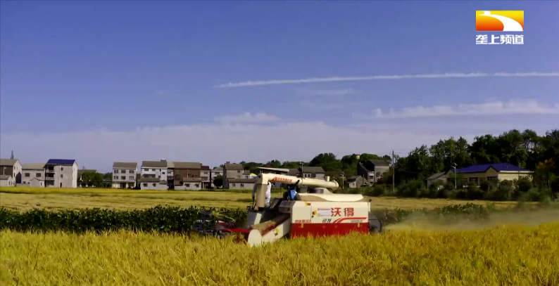 荆州三万五千亩水稻开镰收割