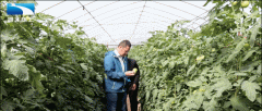 亩均增收3000元 湖北高山番茄避雨栽培技术获全国推广