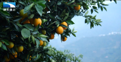 四季卖鲜果 新农人助力脐橙产业“甜出圈”