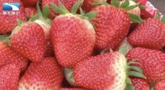 一村24户种草莓 一亩产值4万元